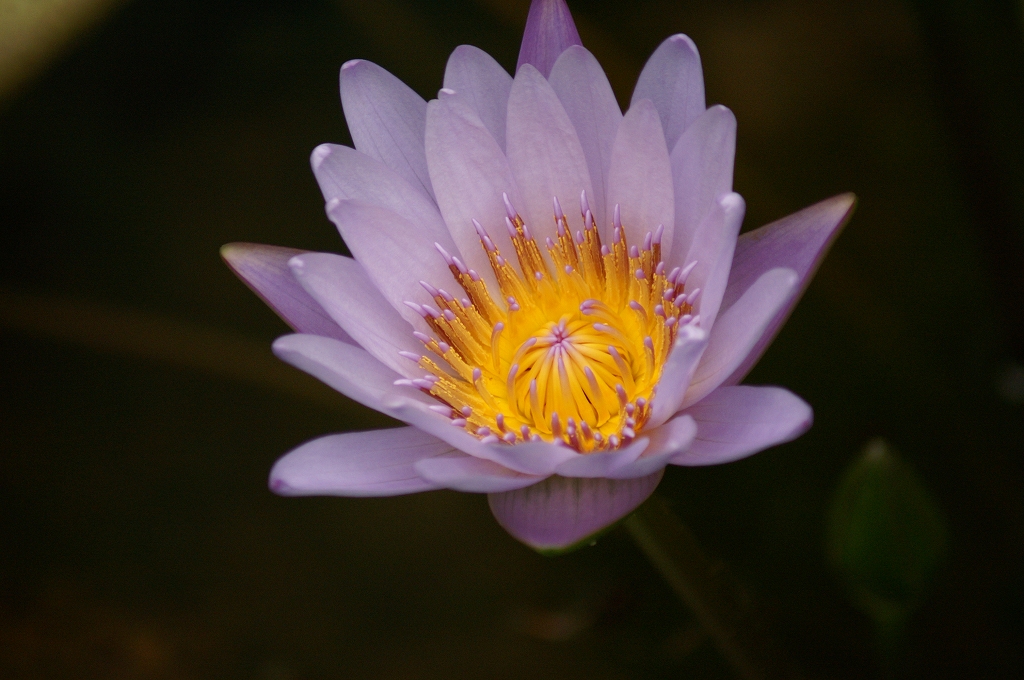 広島市植物公園の熱帯睡蓮 Gの花園